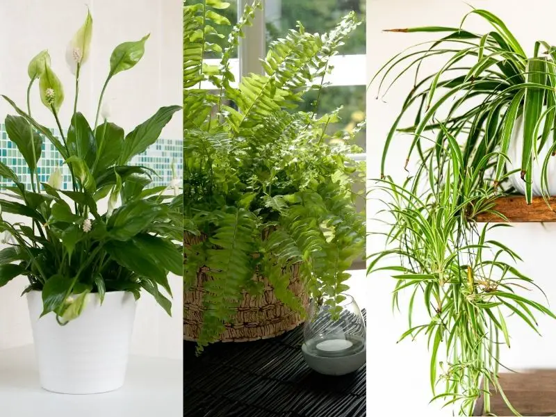 Houseplants That Absorb Moisture: Bring Joy to Your Home and Balance to the Air