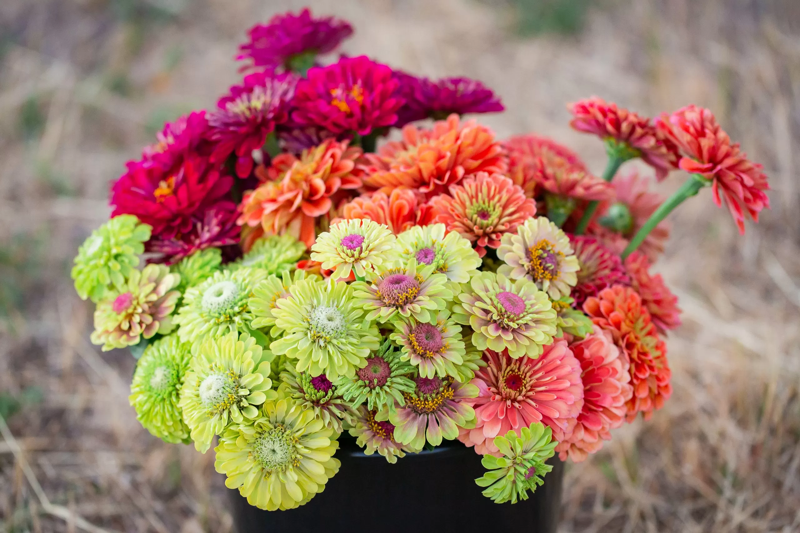Freshly harvested bucket of colorful zinnia flowers grown from seed