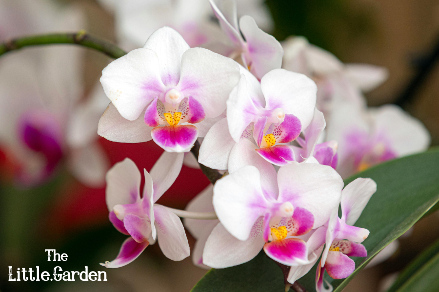 Tipos de Orquídeas, types of orchids