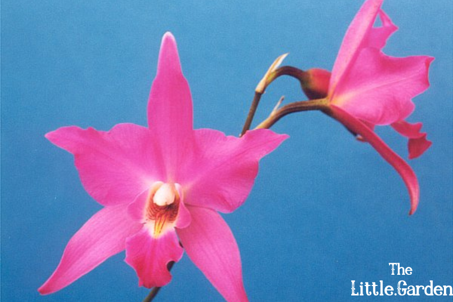 Tipos de Orquídeas