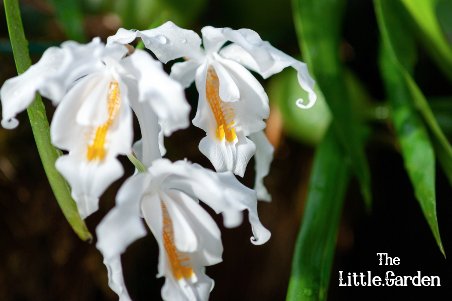 tipos de orquídeas
