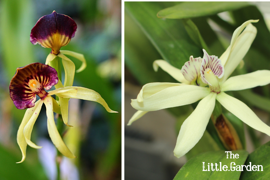 tipos de orquídeas