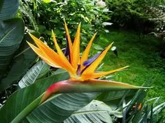 Vibrant orange and blue strelitzia reginae bird of paradise flower blooming amongst foliage