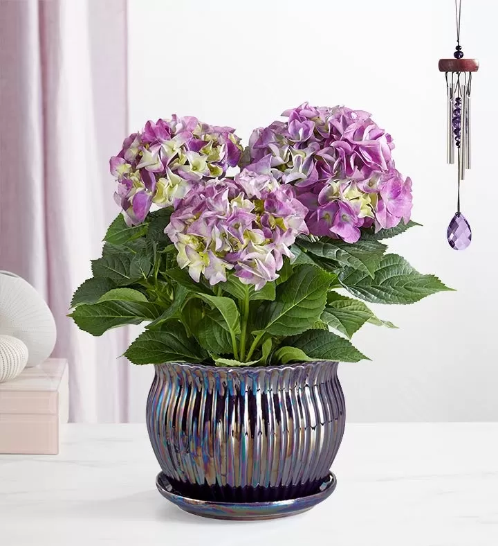 Large pink and green mophead hydrangea blooms in a decorative pot