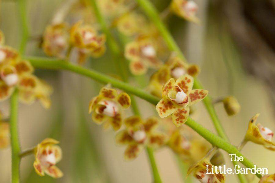 tipos de orquídeas