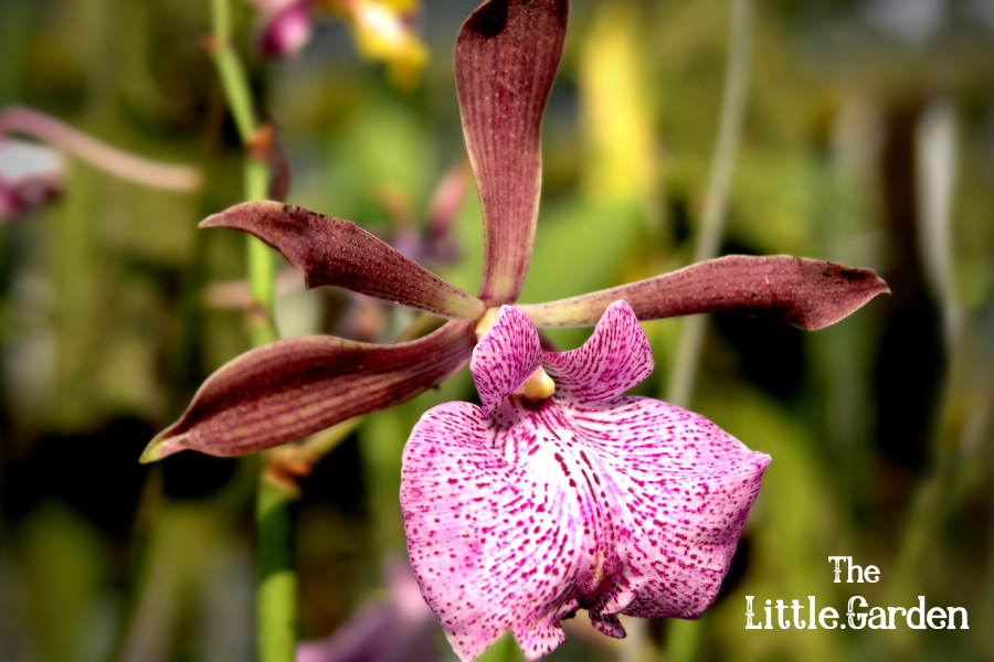 Encyclia cochleata (Orquídea Pulpo - Octopus Orchid)