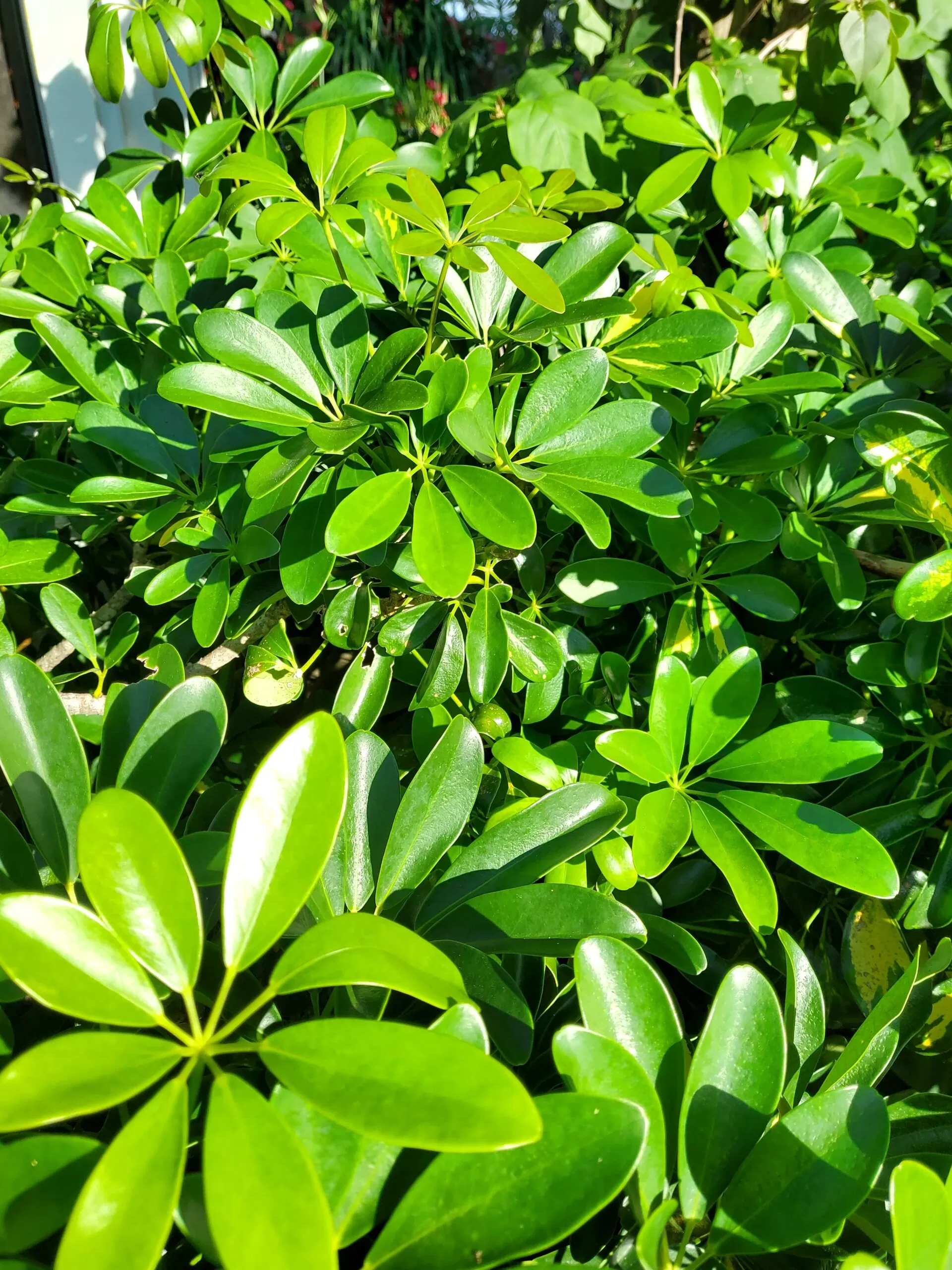 Umbrella tree outdoors in full sun.