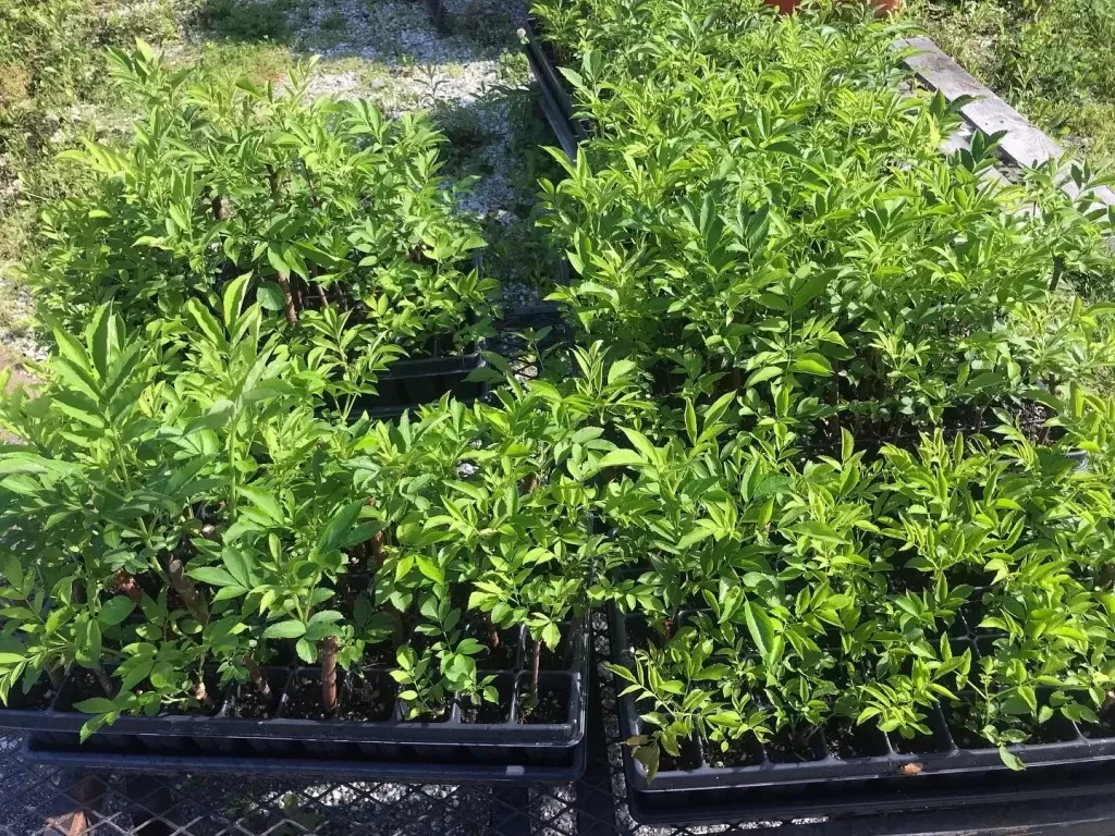 Young elderberry plants being transplanted