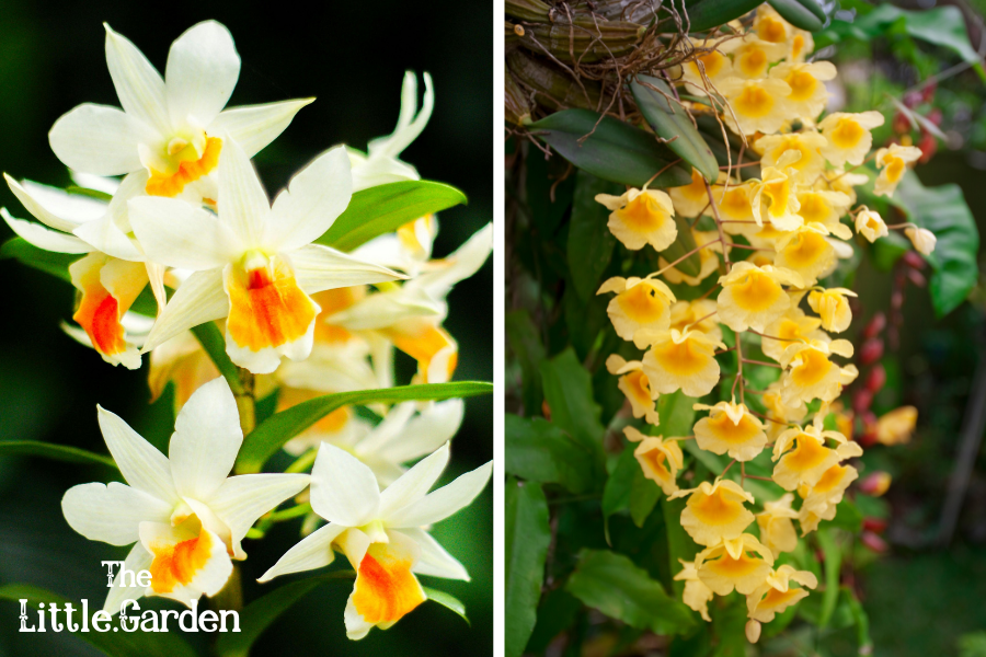 Tipos de Orquídeas, types of orchids, dendrobium