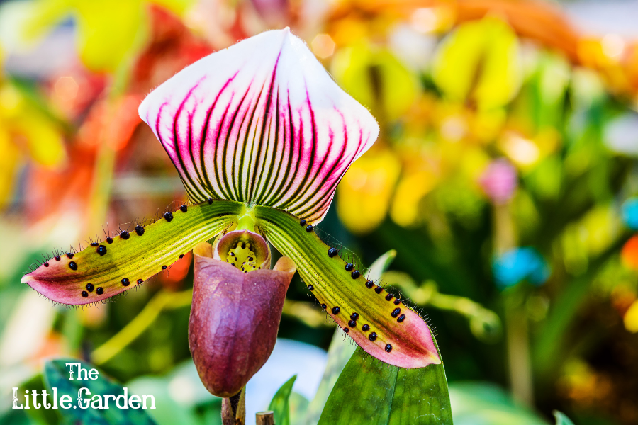Tipos de Orquídeas, types of orchids