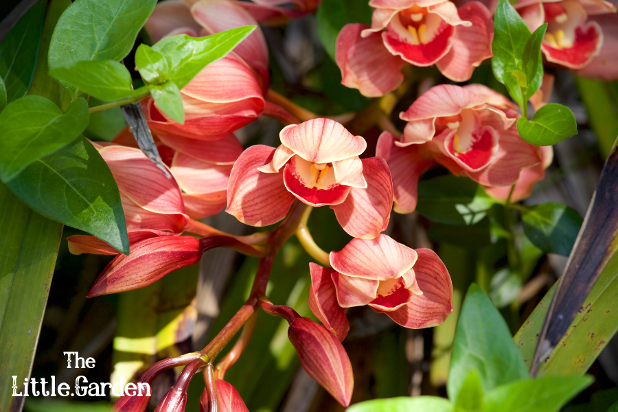 Paphiopedilum-Orquidea-Zapatilla-de-Dama