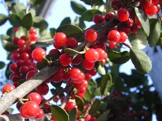 Mature Yaupon Holly bush thriving in a garden landscape with its dense evergreen foliage