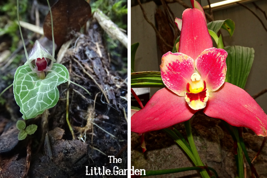 17 Tipos de Orquídeas, types of orchid,
