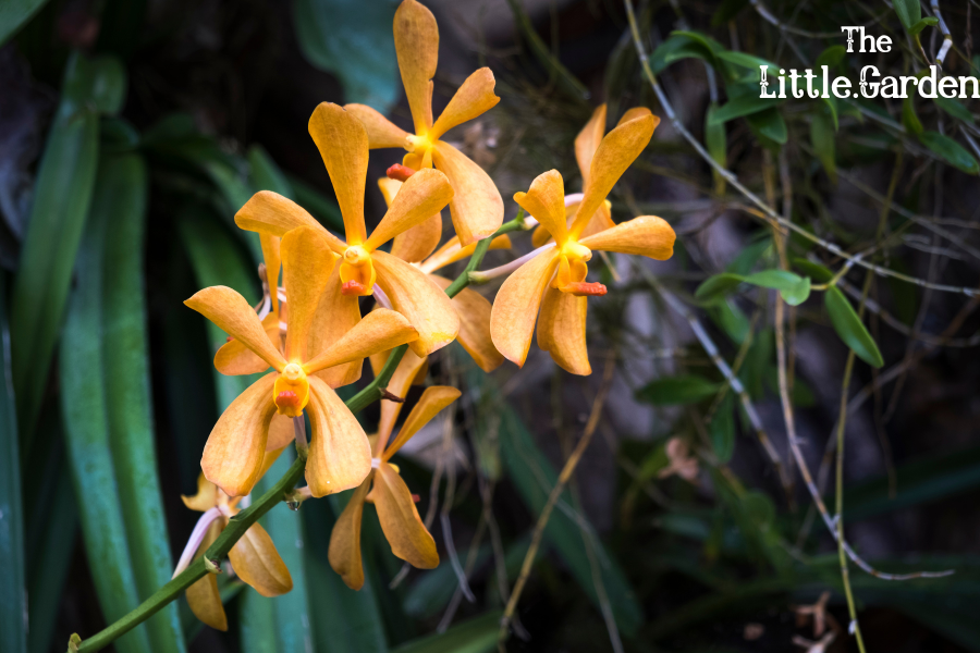 Tipos de Orquídeas, types of orchids