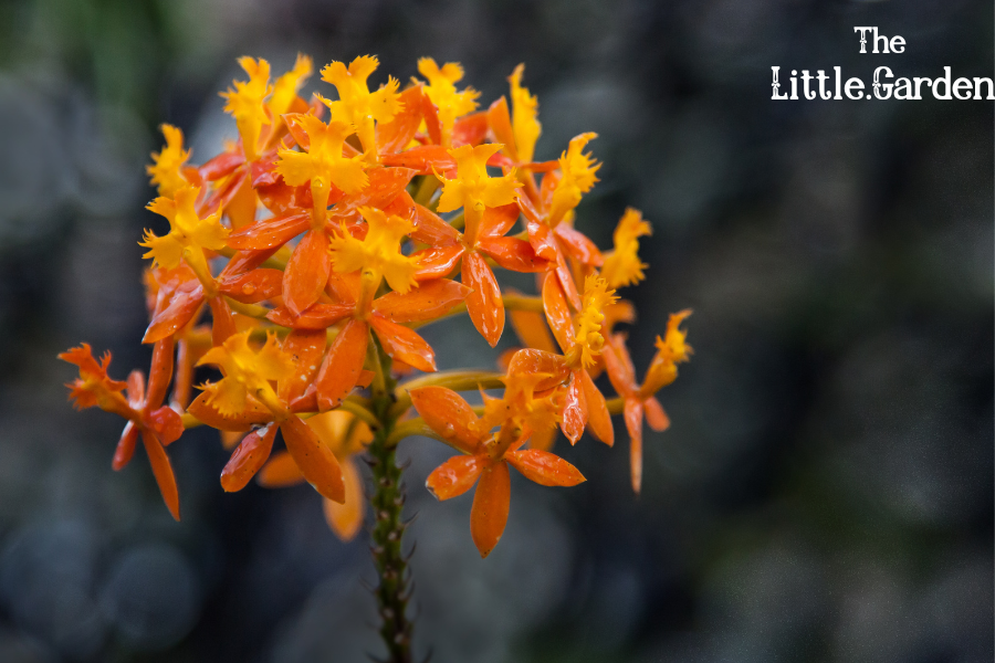 Tipos de Orquídeas