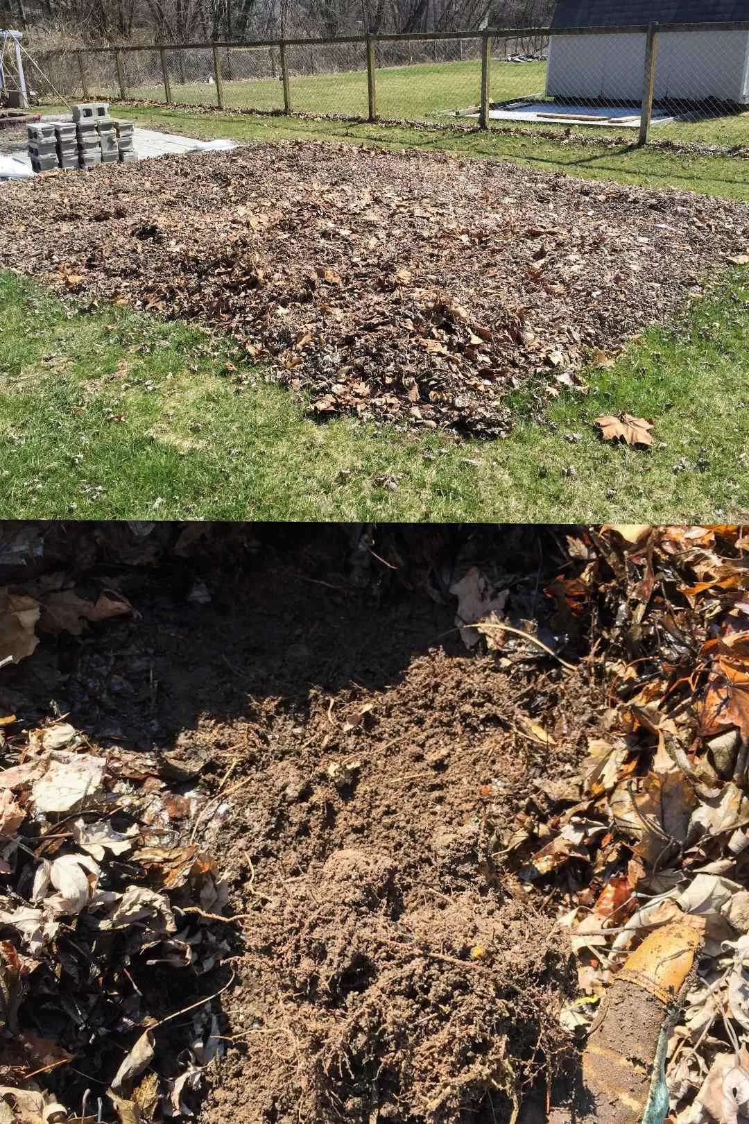 A two way image collage of grass removal by deep mulching. The first image shows a thick layer of leaves covering the grass. The second image reveals the dead grass underneath after several months.
