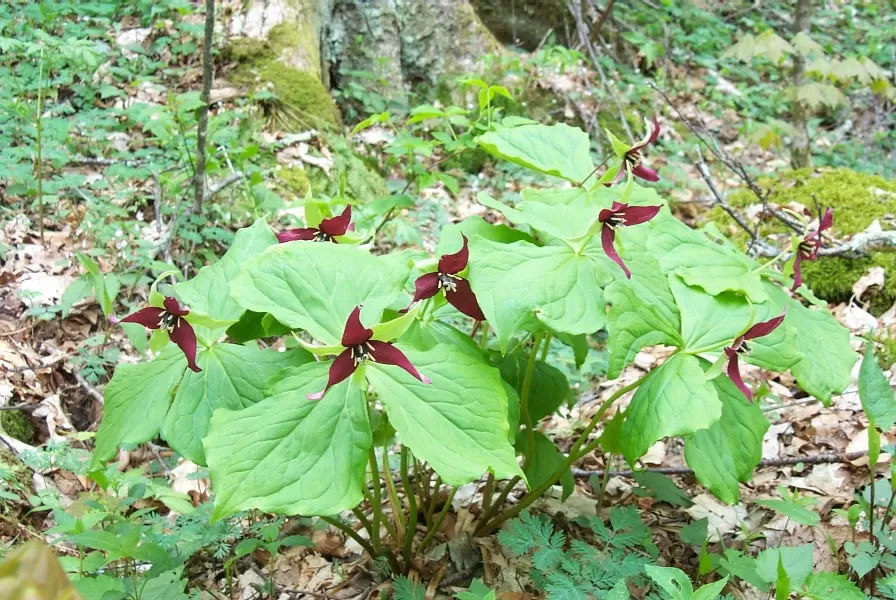 alt text: A close-up of a red Trillium erectum flower, also known as red wake robin, showcasing its vibrant petals and yellow center.