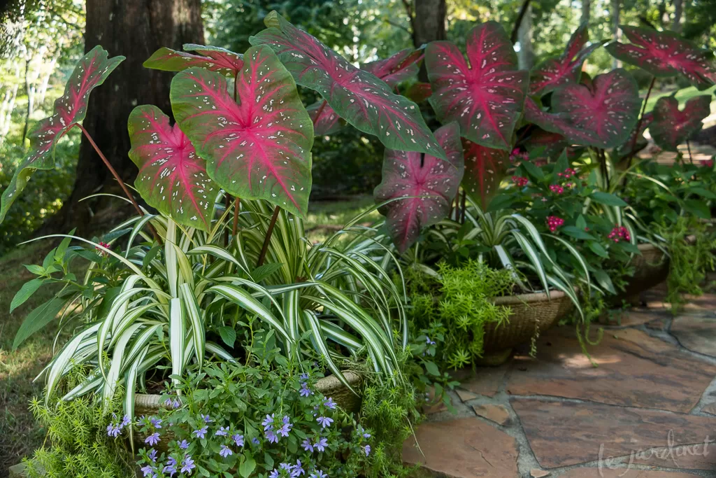 Caladiums, spider plants, and Angelina stonecrop in containers lining a pathway.