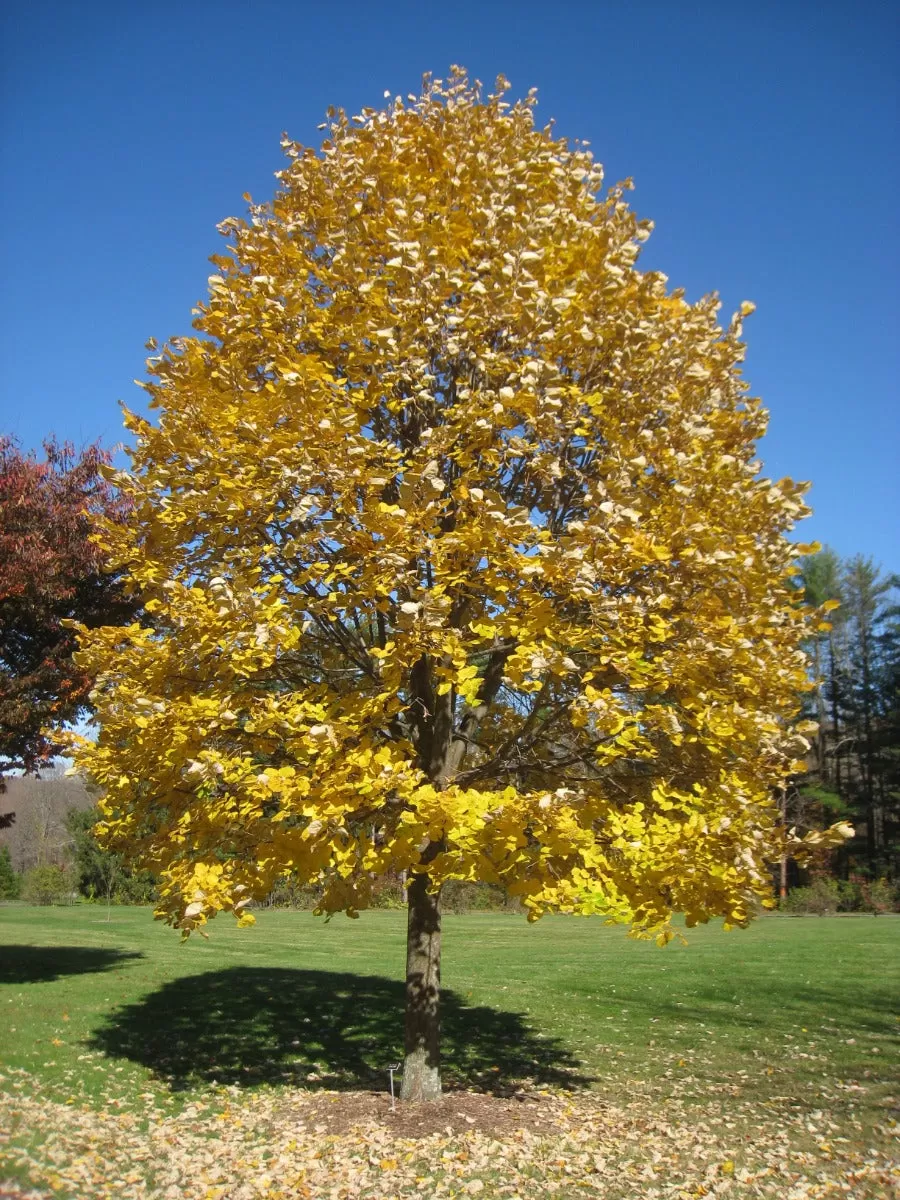 Large green Linden tree leaves and stems