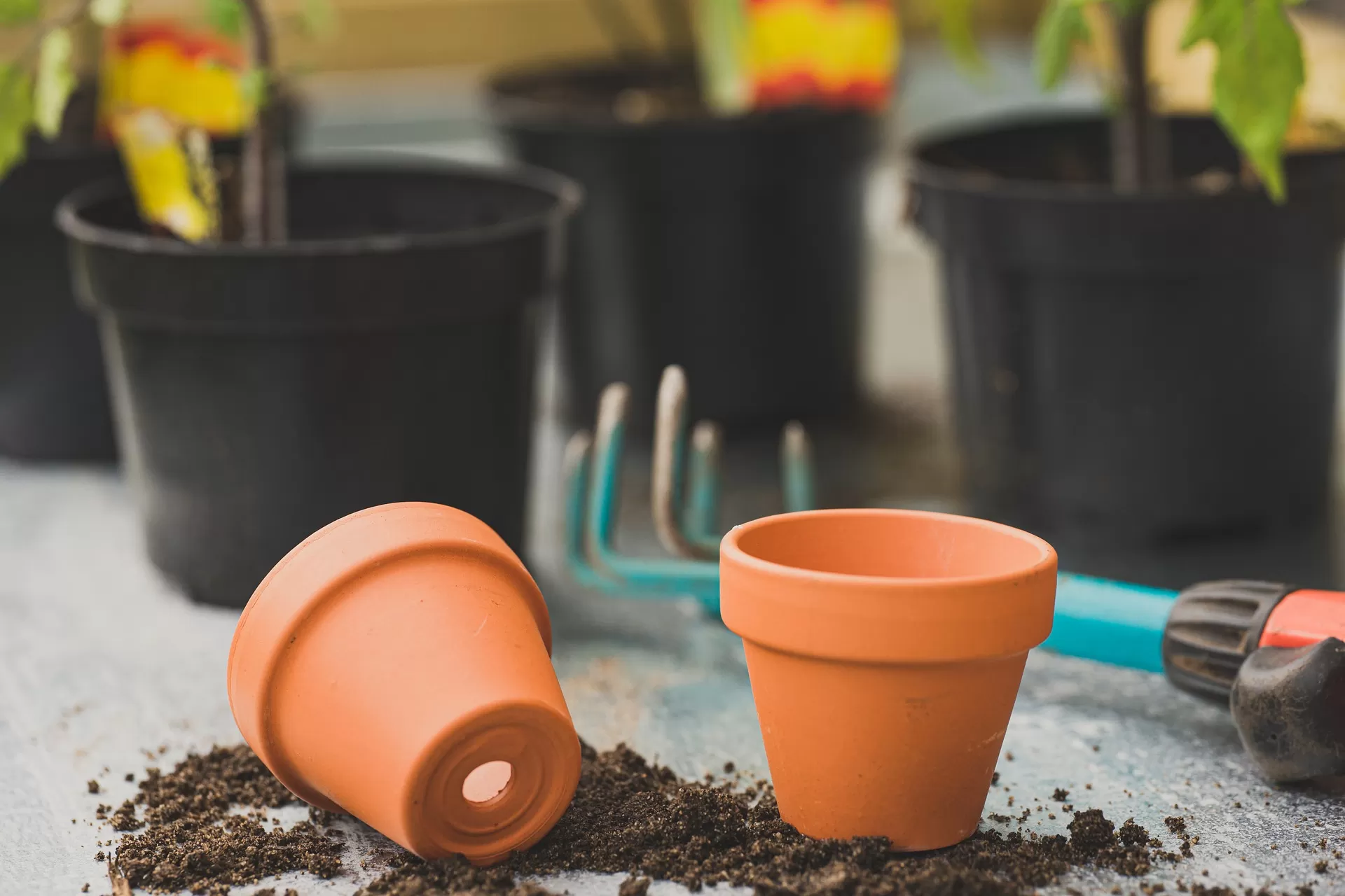 clay pots with dirt