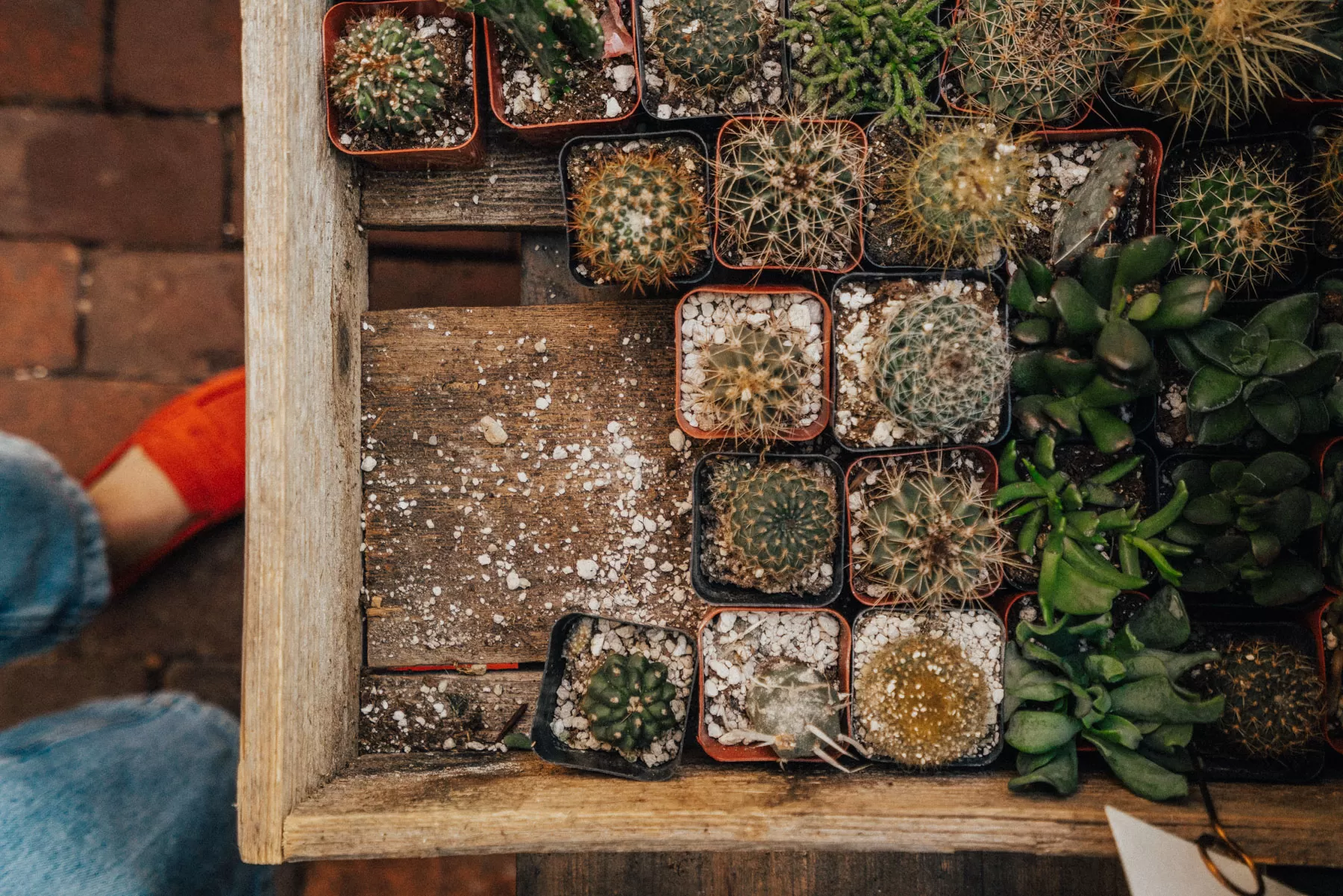 Interior view of Hammer + Vine plant shop in Portland, showcasing a variety of unique houseplants and decorative pots.