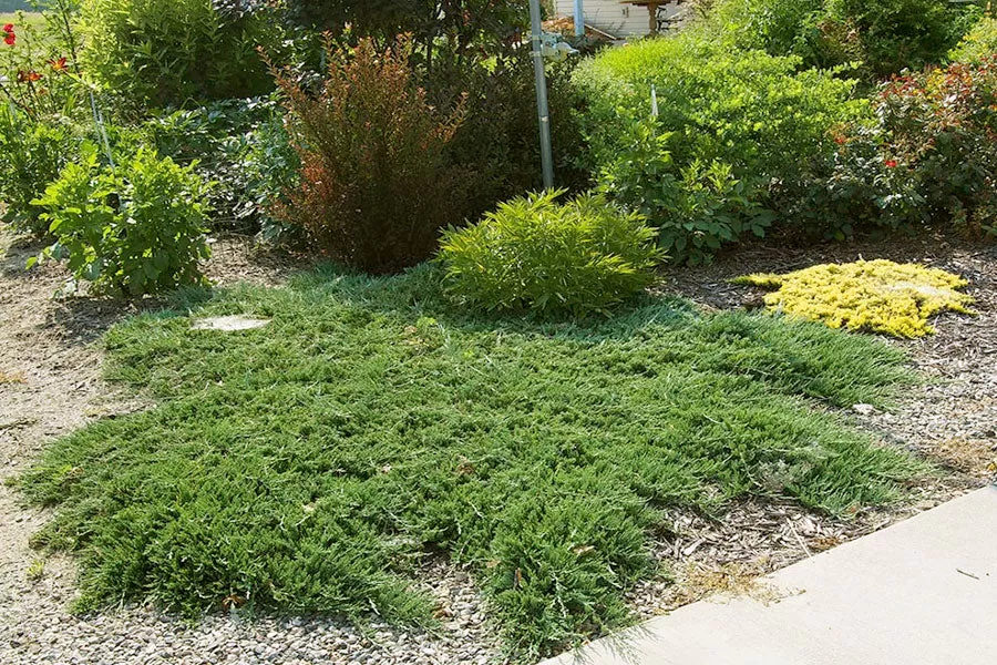 Lush green evergreen ground cover plants providing year-round texture in a garden bed.