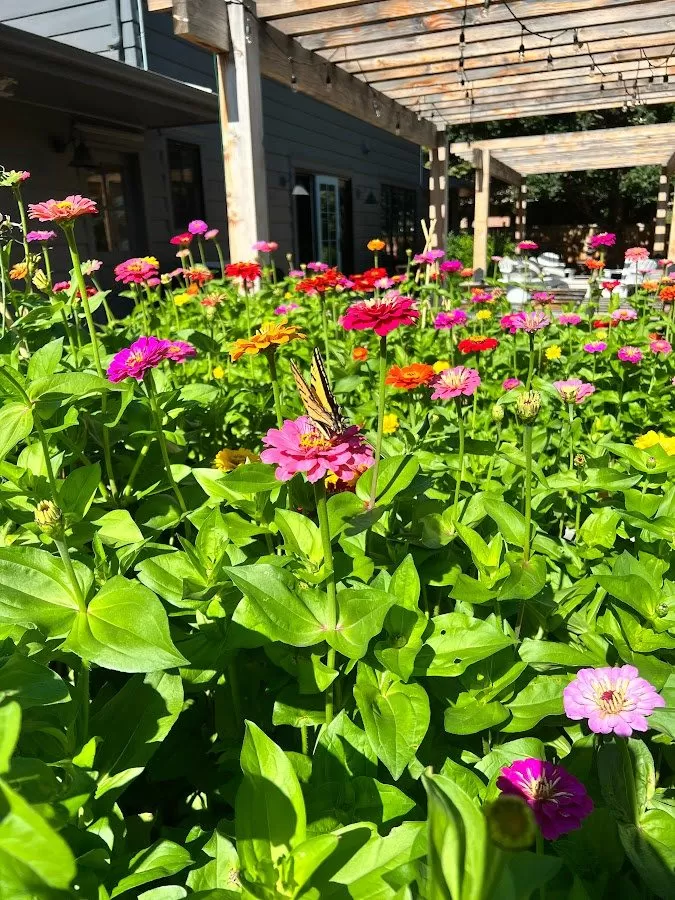 Person scattering zinnia seeds directly into a raised garden bed for easy planting.