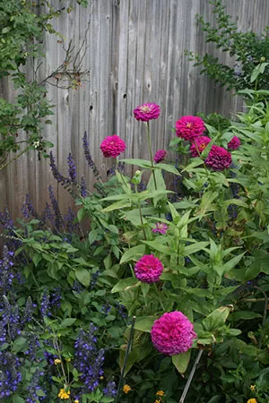 Hot pink zinnias in casual flower bed