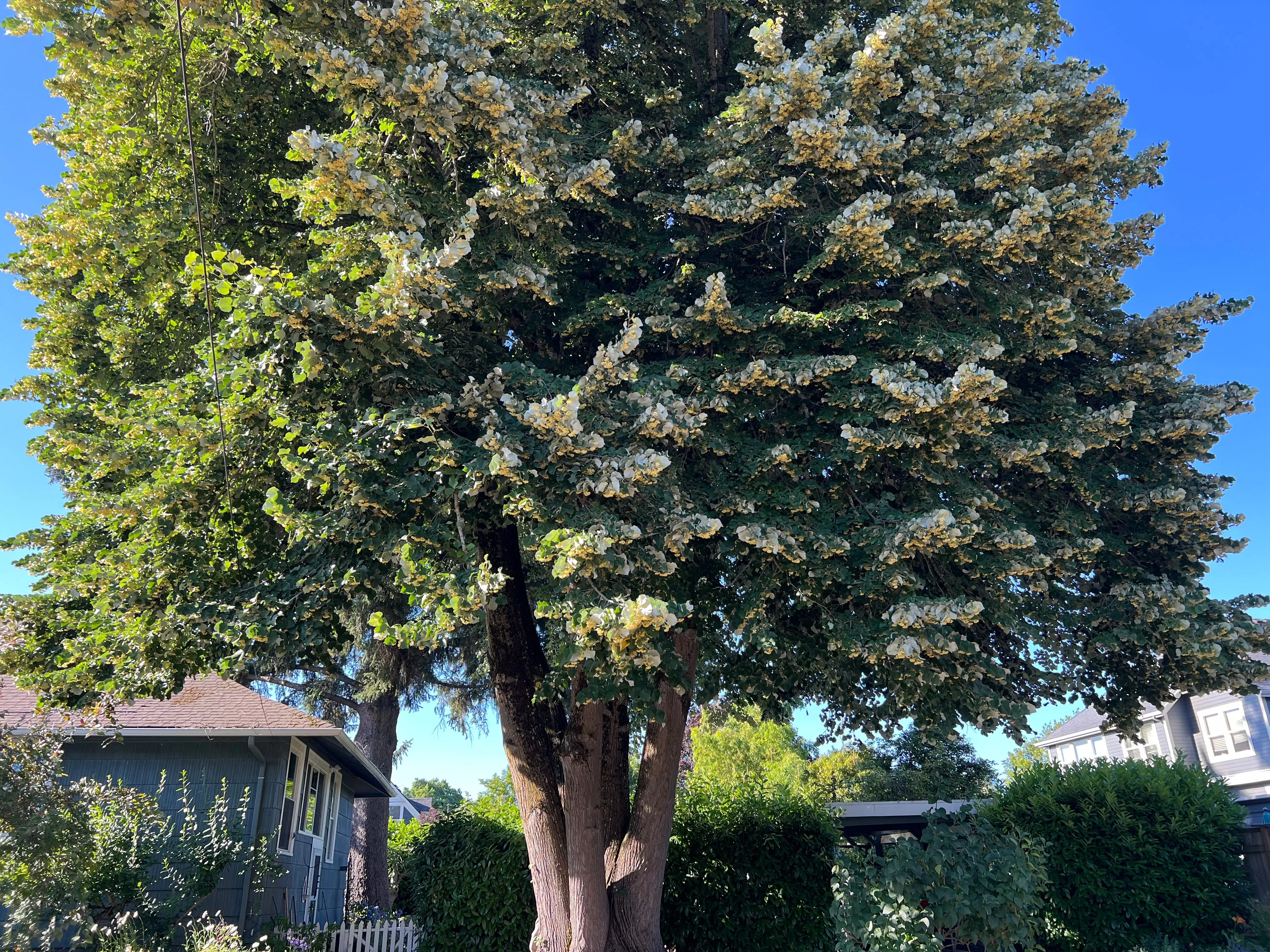 Bottom half of a large, mature linden tree trunk and lower branches
