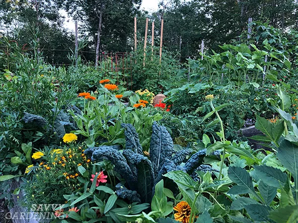 intensive planting in raised beds