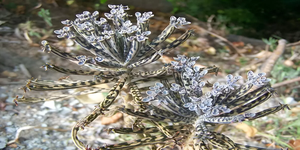 Mother of Millions Plantlets