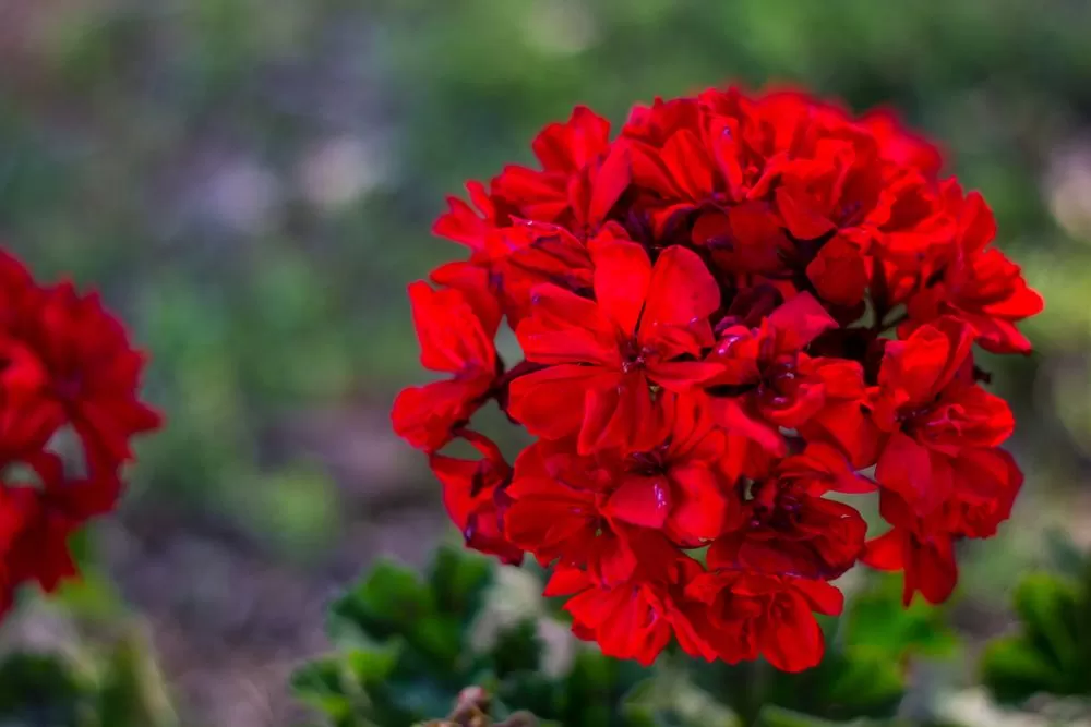 Close-up view of vibrant red hydrangea blooms in a garden.
