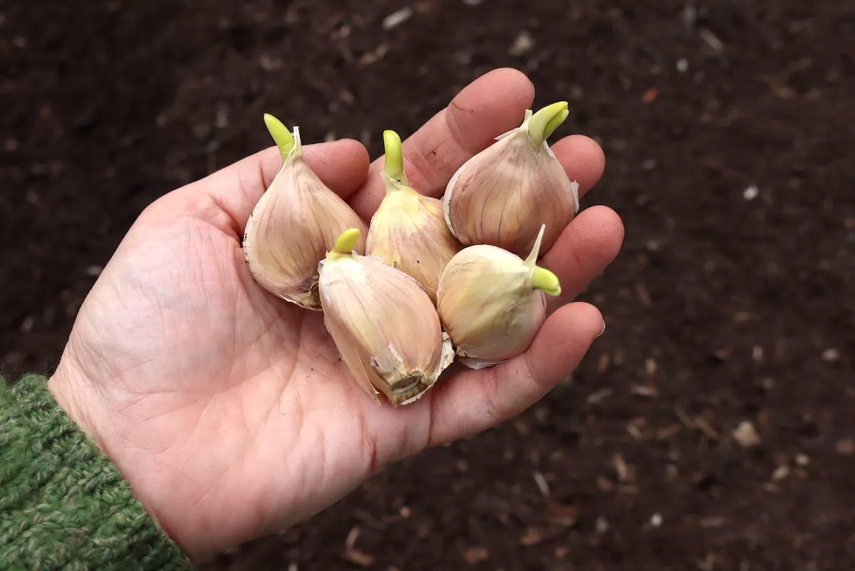 Sprouted garlic broken apart into individual cloves for planting