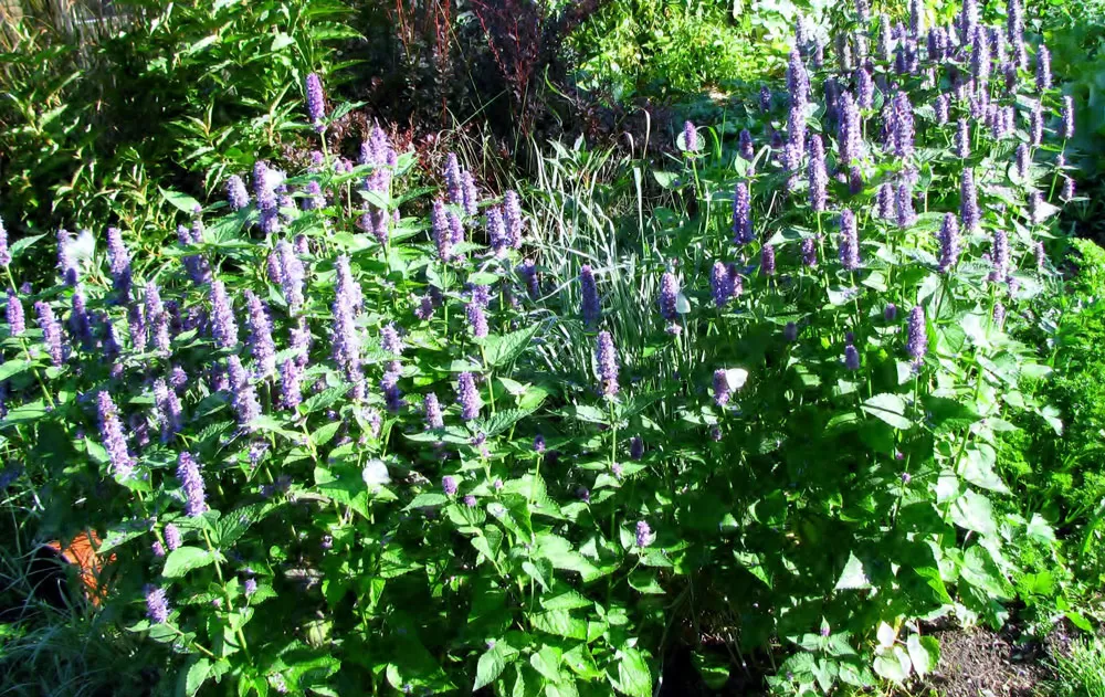 Agastache plant in garden