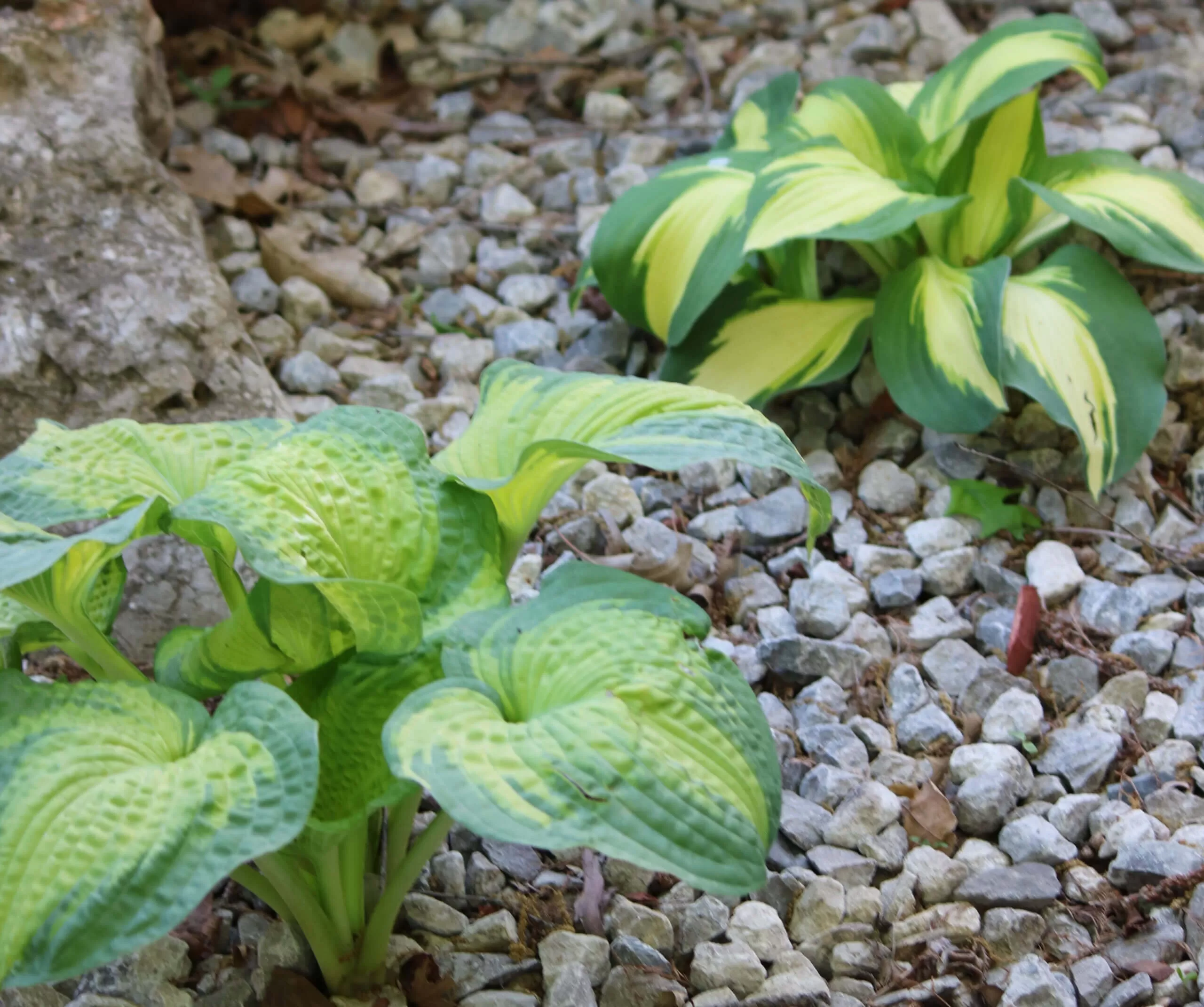 Two Hosta plants surrounded by gravel in a shade garden.