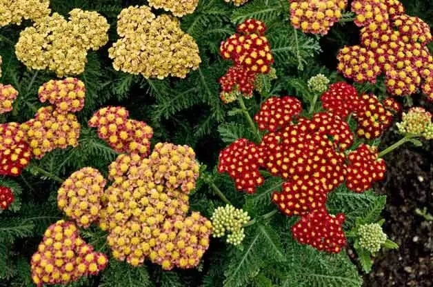 Cluster of yellow Achillea flowers, a beautiful drought tolerant Yarrow plant