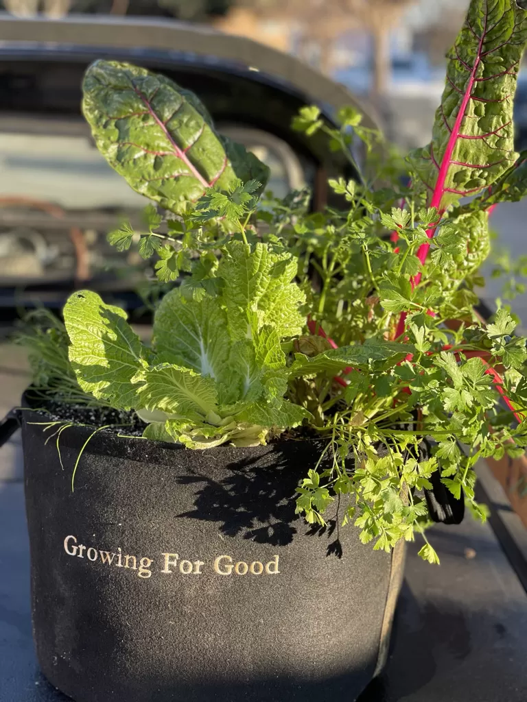 Container filled with various green plants, possibly herbs or lettuces