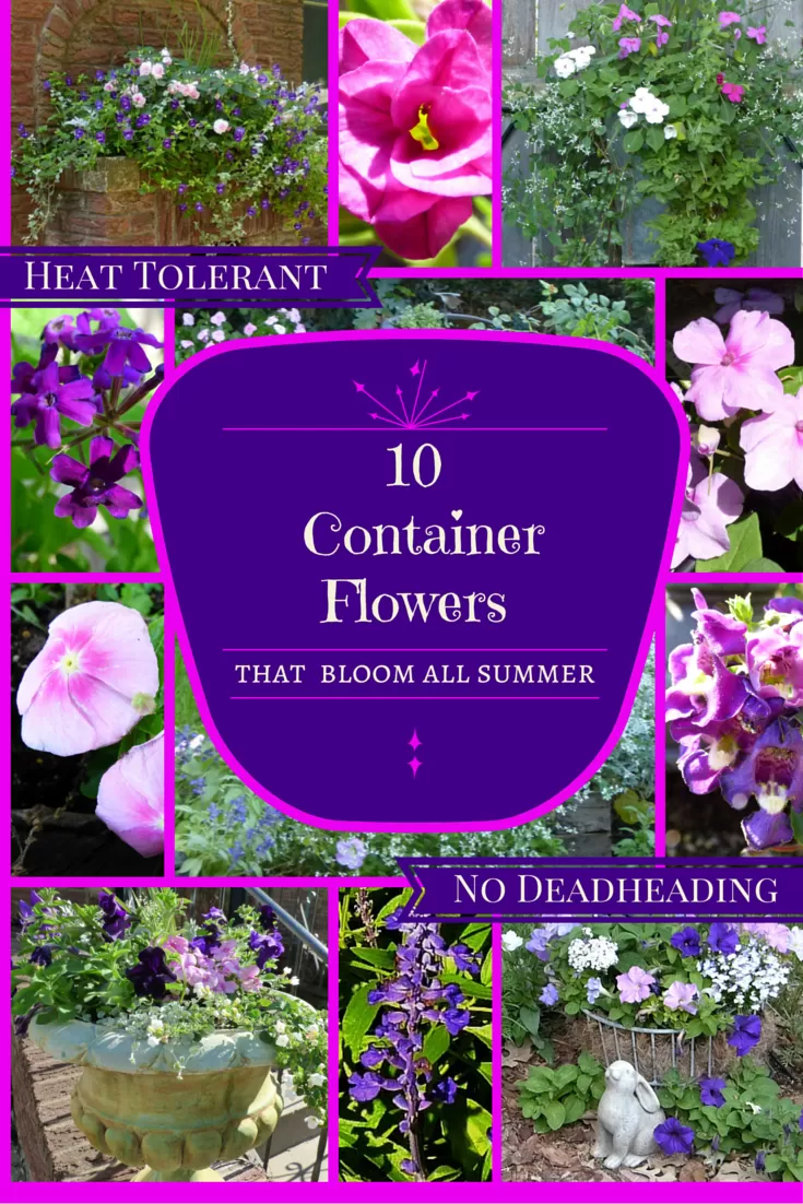 Vibrant container garden showcasing abundant summer blooms, demonstrating the goal of season-long color with heat-tolerant plants.