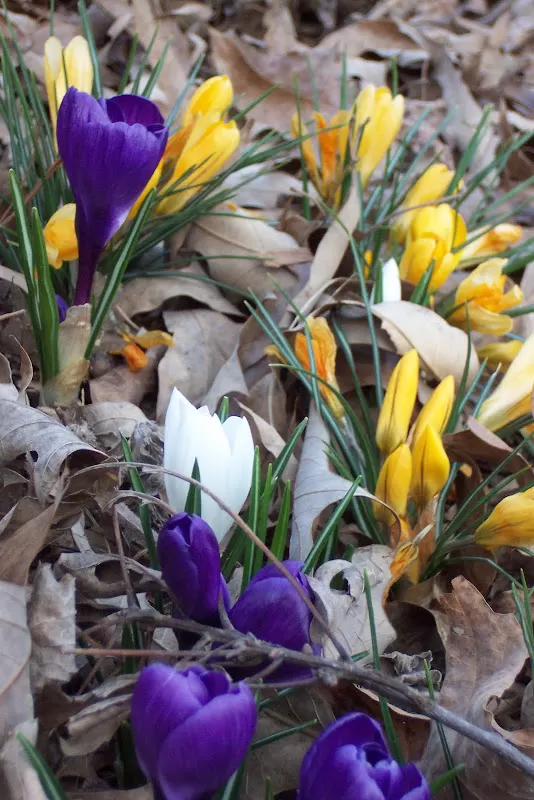 Close up view of the ground covered in fallen leaves, used as mulch around emerging green sprouts.