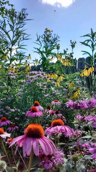 Tall native prairie plants like coneflowers and grasses in a garden border, illustrating plant height and structure.