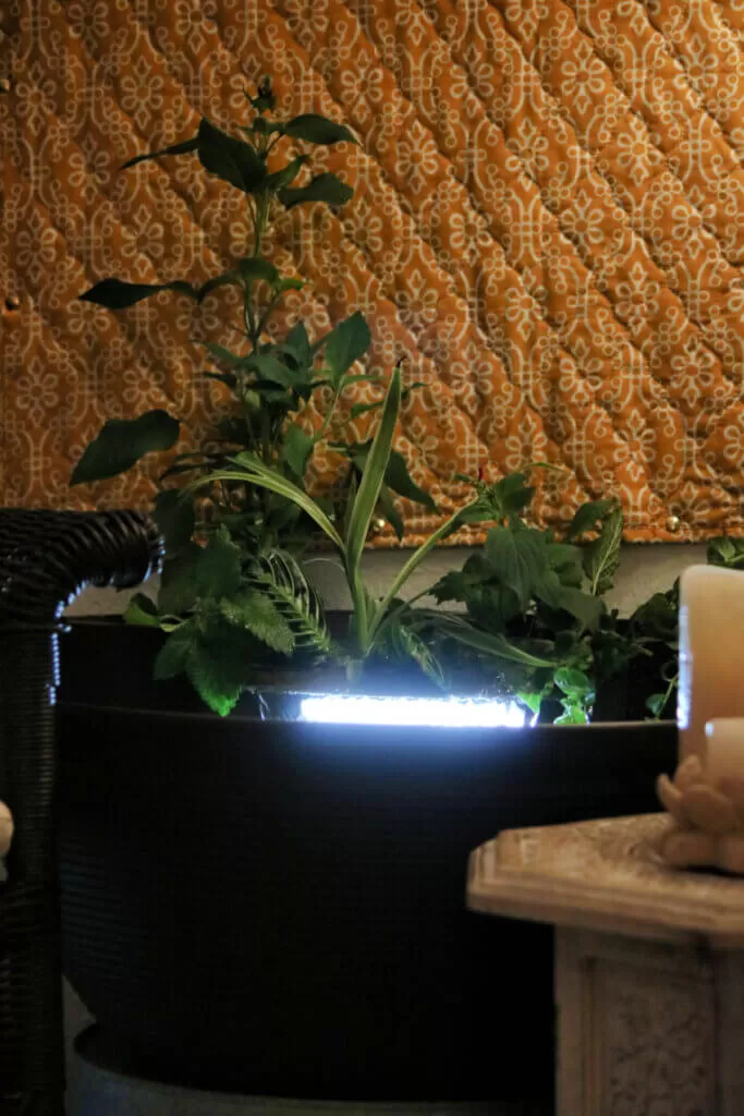 Persona limpiando tierra de raíces de planta antes de colocarla en fuente de agua