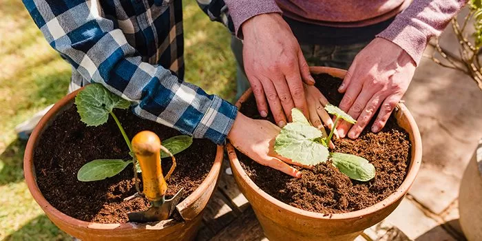 Father and son planting seeds in small pots outdoors