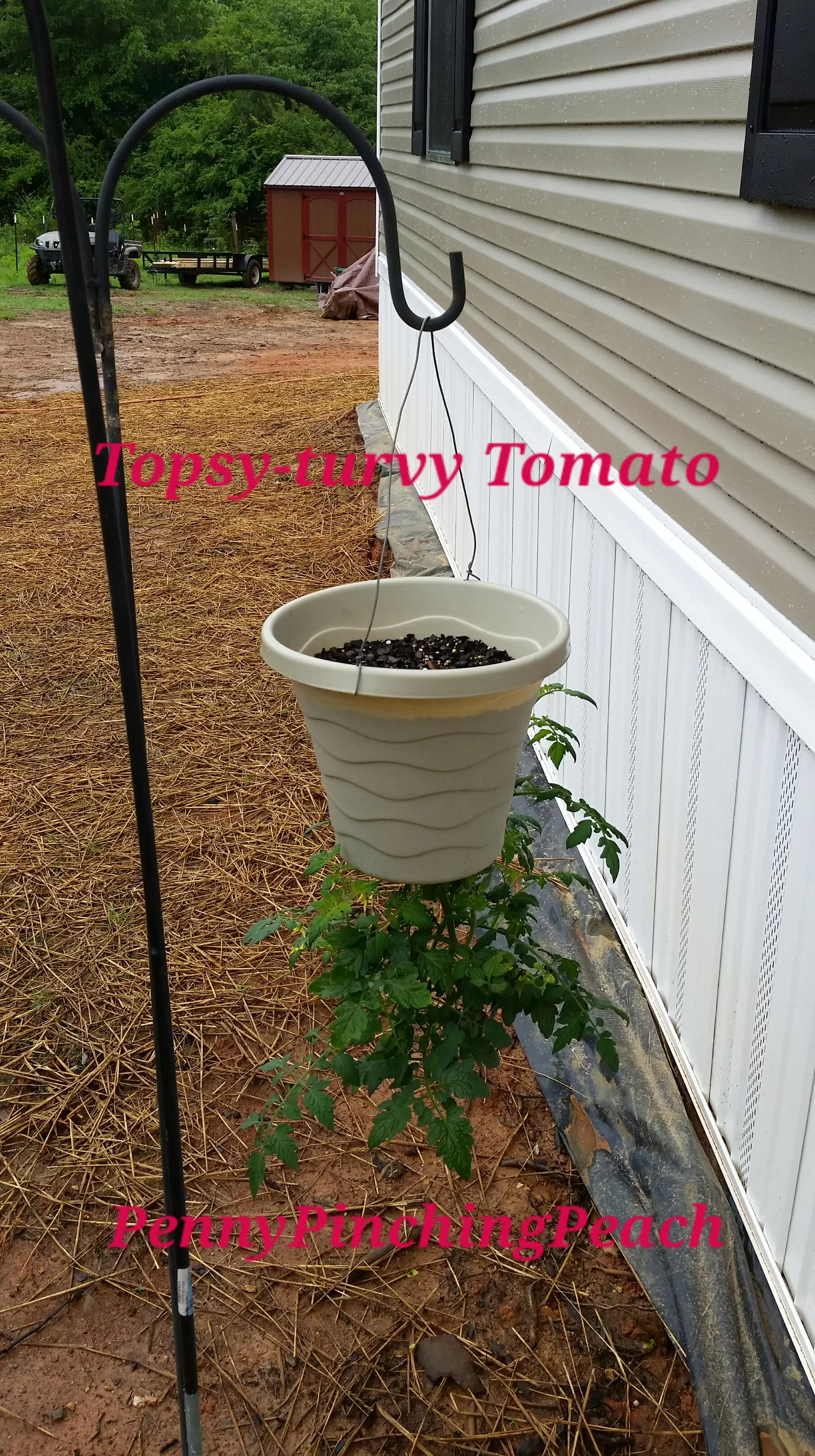 DIY topsy-turvy container garden made from an upcycled plastic pot hanging outdoors