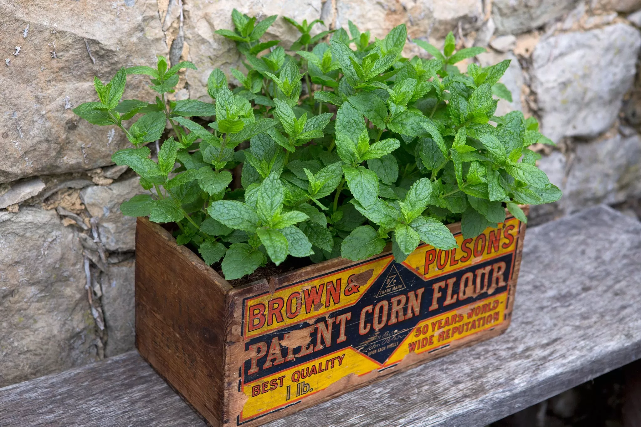 Mint planted in a long window box on a balcony railing