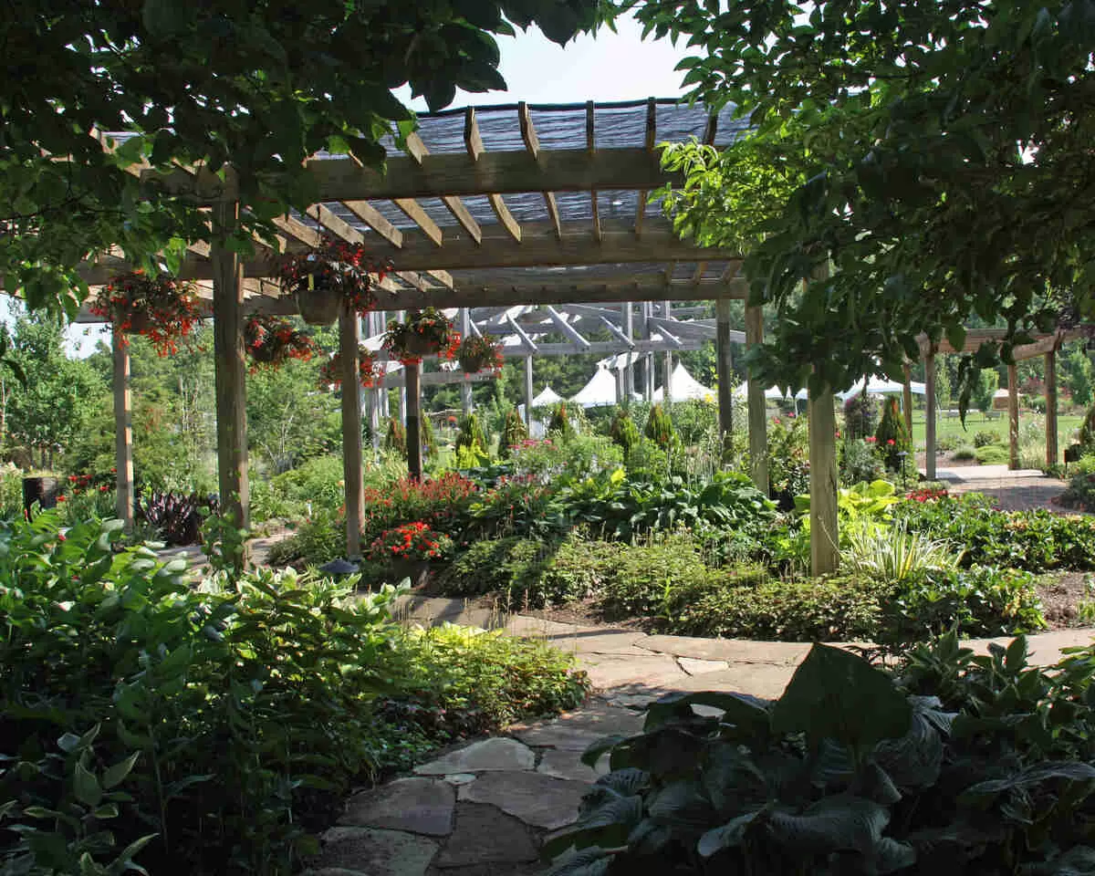 shade garden under large tree
