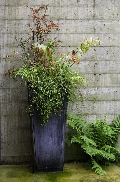 Modern container garden with airy grasses, mounding fillers, and cascading sedum