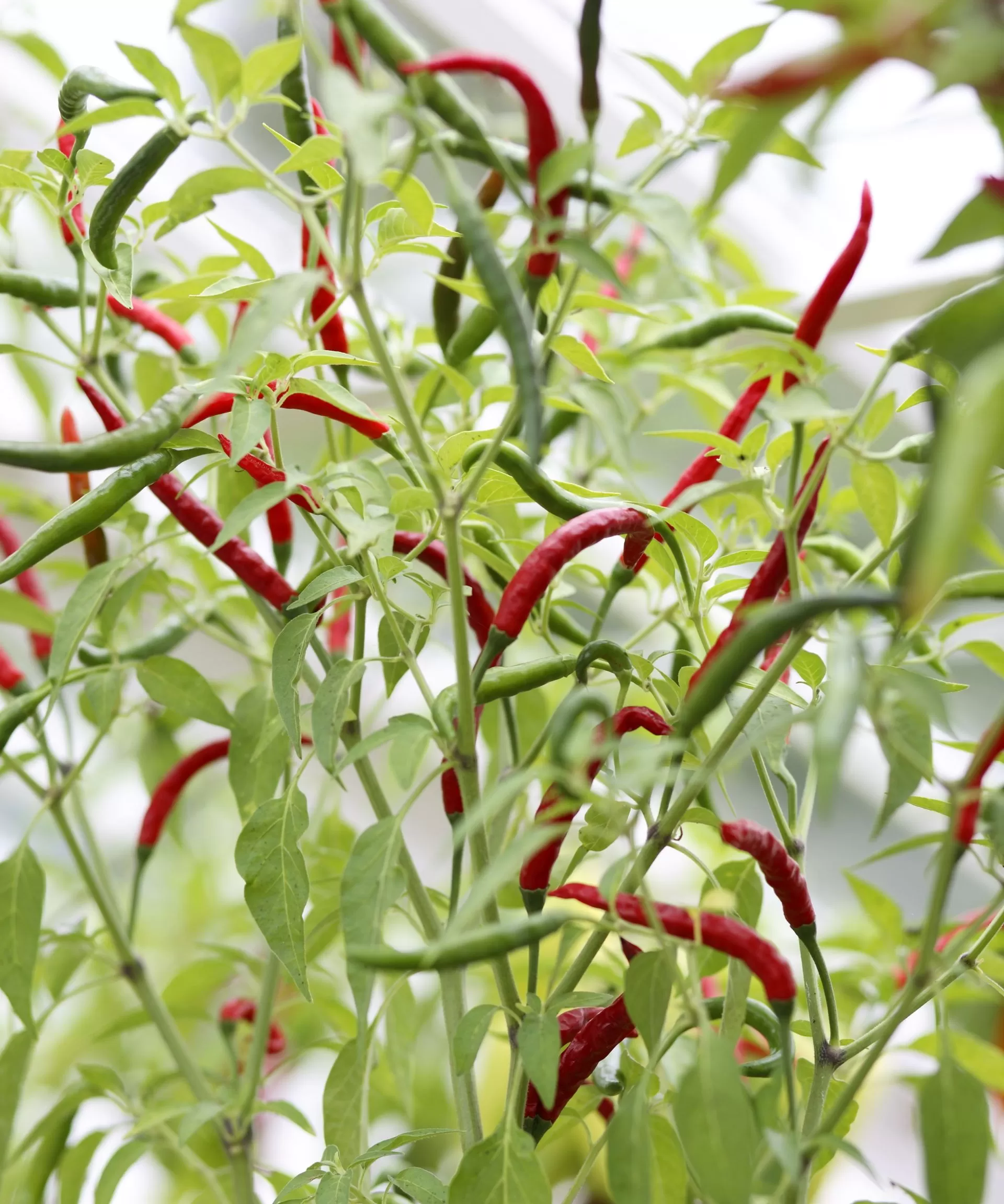 Vibrant red and green chili peppers thriving on a healthy, well-fed plant in a garden setting.