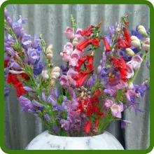 Penstemon plant growing beautifully in a container, perfect for patio gardening