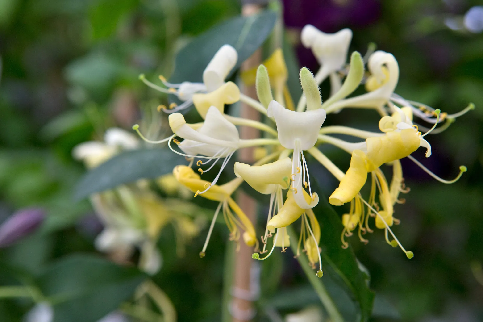 Honeysuckle vine with creamy yellow and pink flowers climbing on a structure
