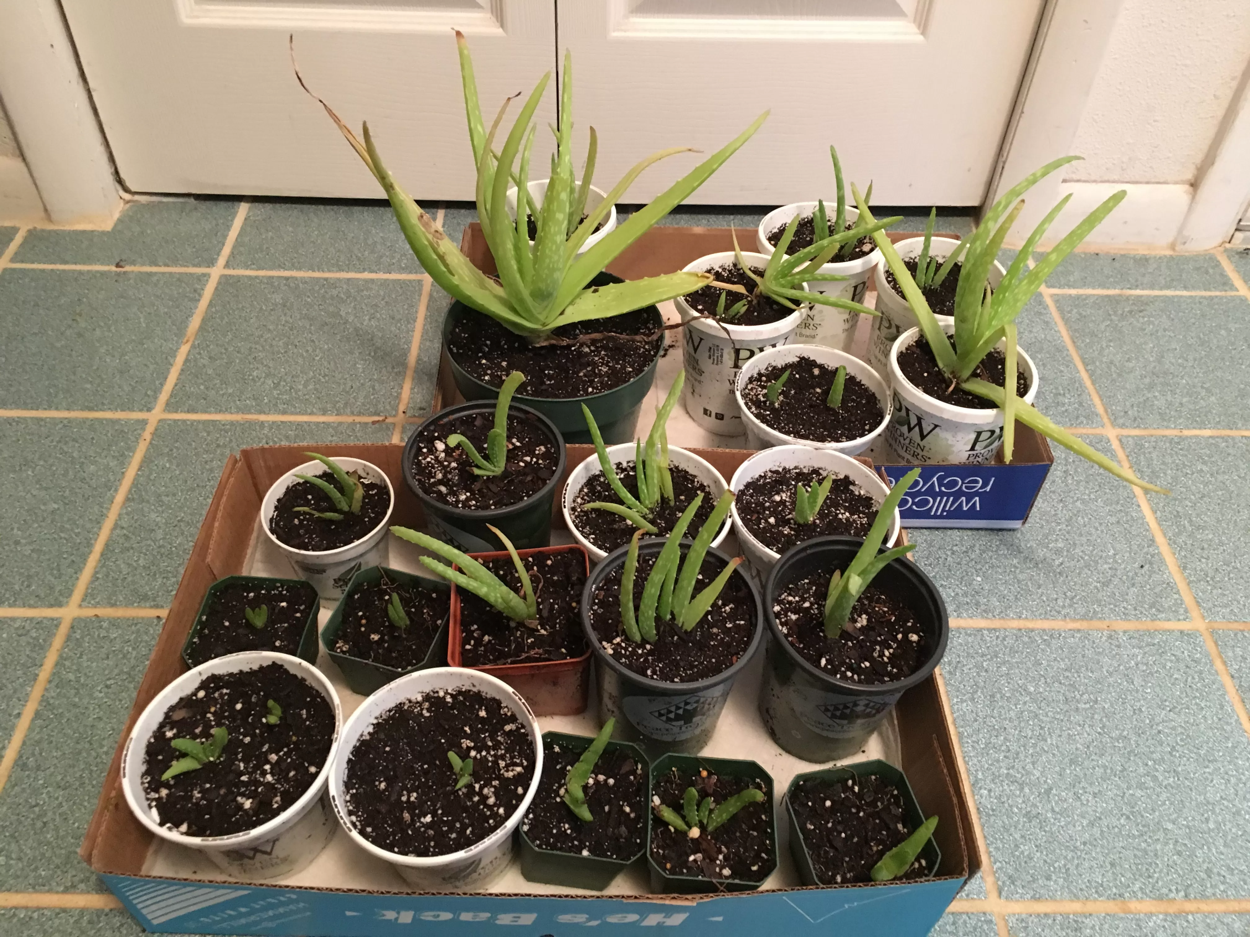 Detail of Aloe vera leaves showing the distinctive patterns and texture often found in succulent kits